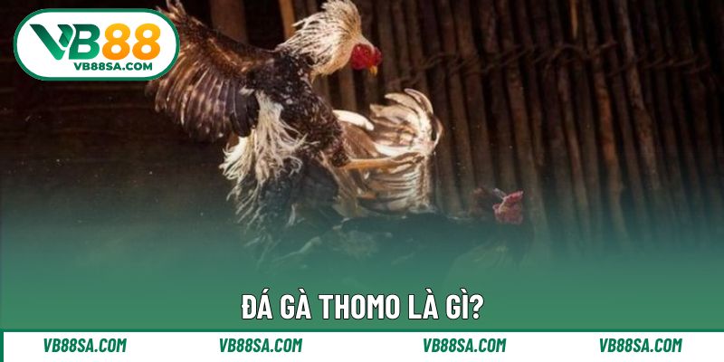 Giới thiệu bộ môn thi đấu đá gà Thomo ấn tượng